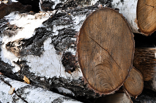 Birch texture, silver birch timber, stack of silver birch (wood) betula branch, white black cracked surface, chopped birch tree, wooden log,