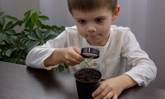 a boy looks at a flower in a pot through a magnifying glass. Selective focus