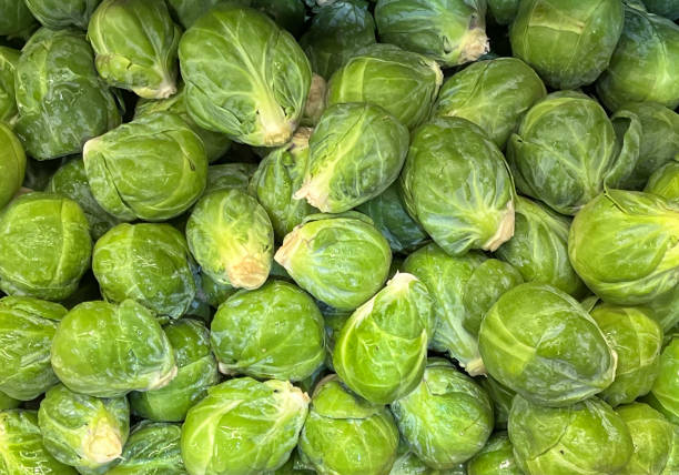 rosenkohl - brusselsprouts stock-fotos und bilder