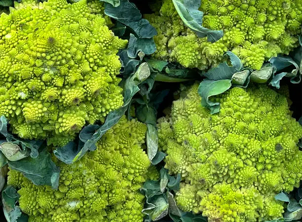 Vibrant green organic romanesco cauliflower