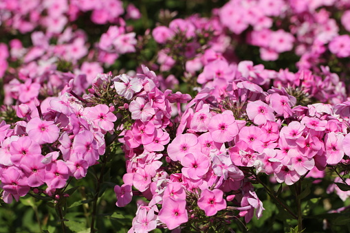 Pink Phlox (Phlox paniculata) in the garden