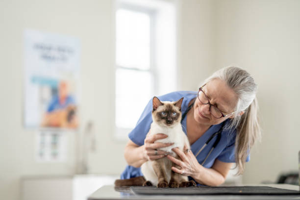 Veterinarian with a Cat stock photo