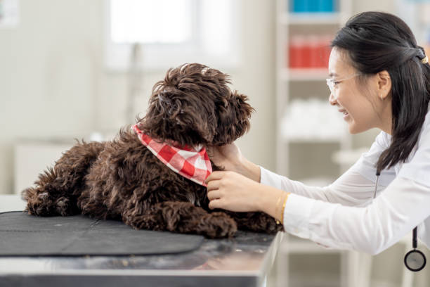 A female Veterinarian of Asian decent looks over a young puppy who has come in for a check-up.