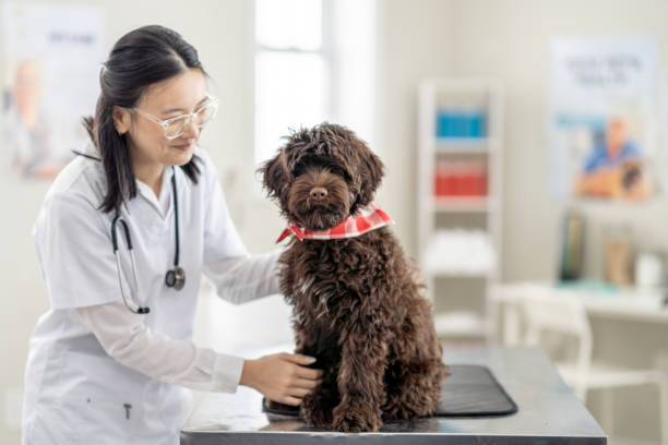 istock Veterinarian with a Dog 1473544377