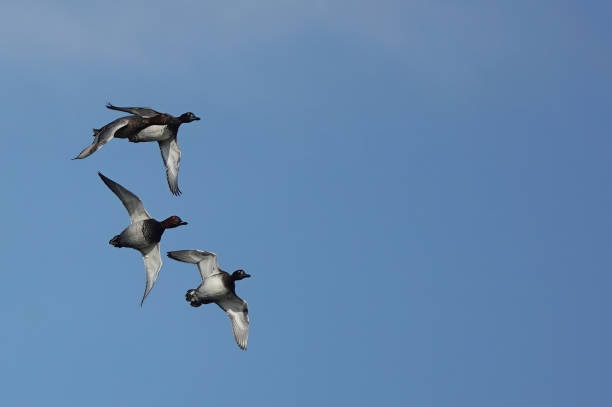 A small flock of ducks flying through a blue sky with space for copy. A small group of ducks in flight against a blue sky background. nigel pack stock pictures, royalty-free photos & images