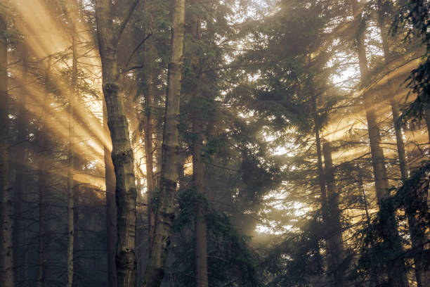 istock Sunbeams in the coniferous forest 1473544758
