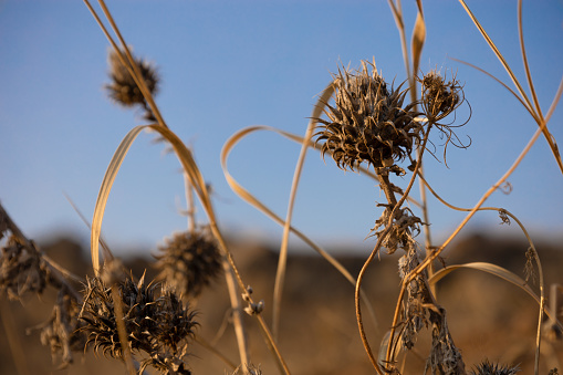 Closeup of dry thistle