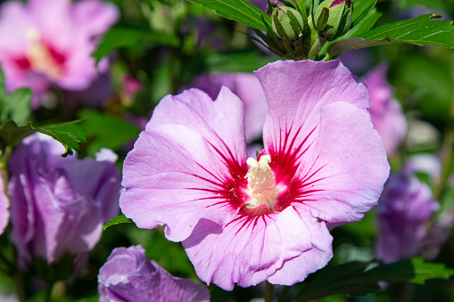 Pink colored hibiscus flower