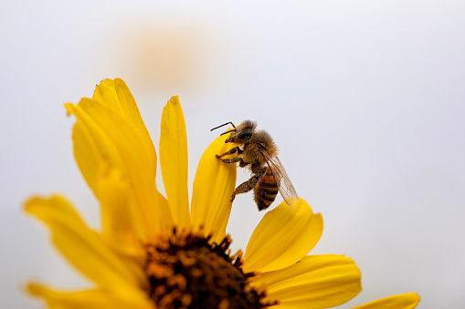 A honey bee on the petals of a daisy flower