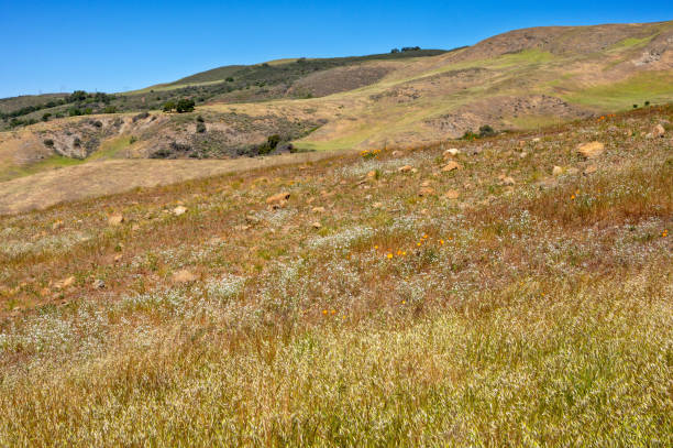 istock Wildflowers on a Hillside 1473546456