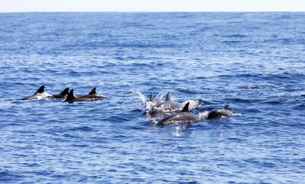 istock View of dolphins in the sea 1473546491