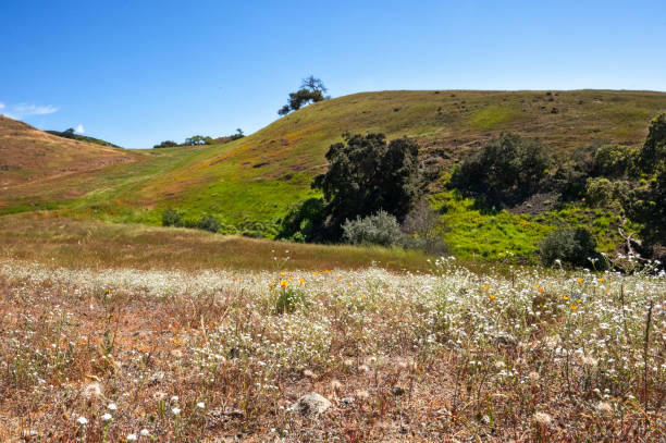 istock Wildflowers on a Hillside 1473546536