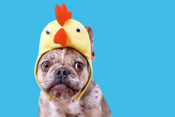 Merle French Bulldog dog wearing Easter costume chicken hat Merle French Bulldog dog wearing Easter costume chicken hat on blue background with copy space duck with hat stock pictures, royalty-free photos & images