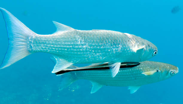istock View of mullet fish with remora fish 1473547421