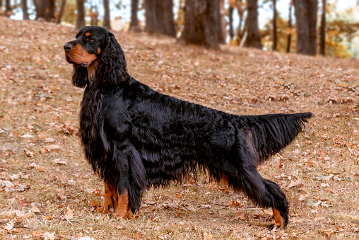 The brown hunting dog freezed in the pose smelling the wildfowl in the green grass. German Short-haired Pointer.