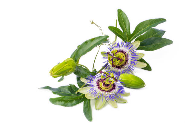 istock Passiflora incarnata on the white background 1473550243
