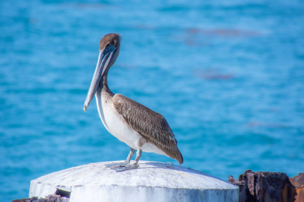 istock Nice specimen of brown pelican 1473550297