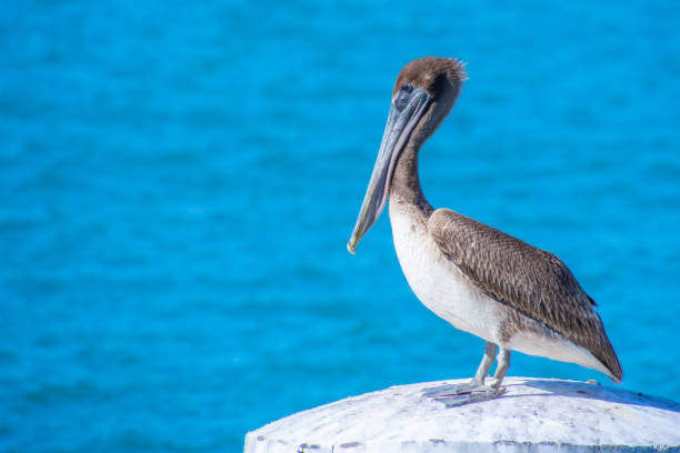 istock Nice specimen of brown pelican 1473550394