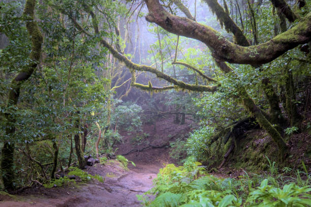 istock Beautiful green enchanted forest. Ancient woods. Magical teal rain forest. 1473554040