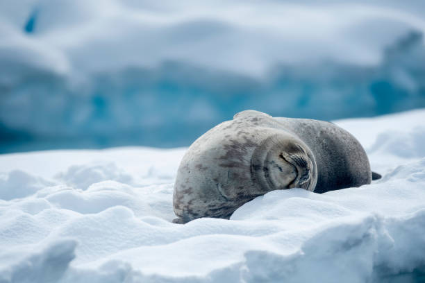 istock Weddel Seal ((Leptonychotes weddellii)) on an ice floe close up -  Antarctica 1473554105