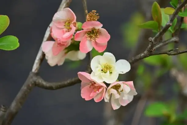 Japanese quince ( Chaenomeles speciosa ) flowers. Rosaceae deciduous shrub. Red, pink, or white flowers bloom from March to April, and the fruits are used for crude drugs and fruit wine.