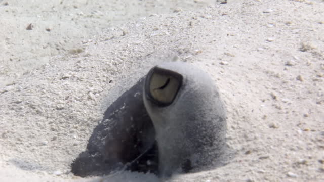 Southern stingray buried in underwater sand of bottom of Caribbean Sea.
