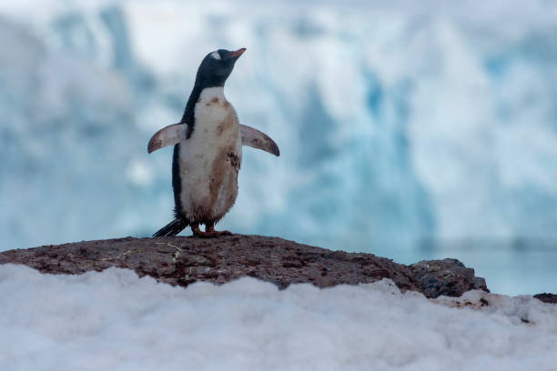 istock gentoo penguins (Pygoscelis papua)  with Antartic landscape Antarctica 1473557001