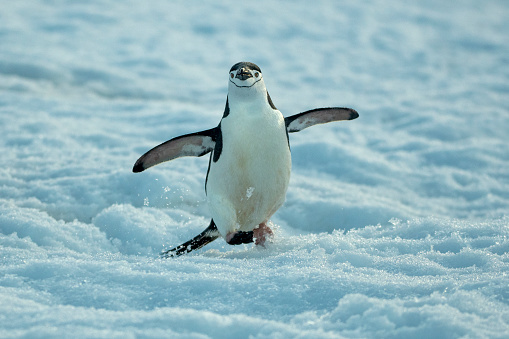 Penguins diving off glacier into sea