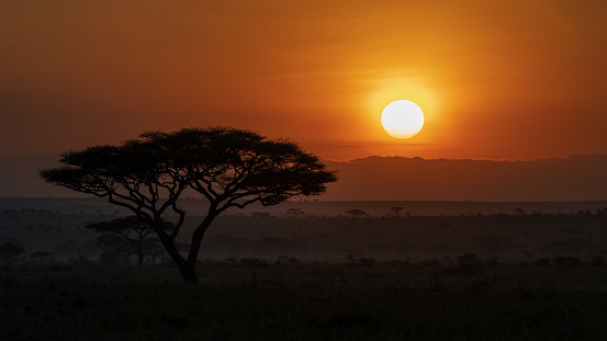Sunset with trees, large sun and orange sky, Savute Area of Chobe National Park, Botswana.  silhouette.