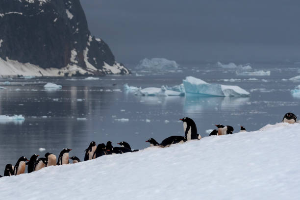 istock gentoo penguins colony (Pygoscelis papua)  with Antartic landscape Antarctica 1473559127