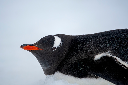 Gentoo penguins jump off an iceberg filled with other gentoo penguins