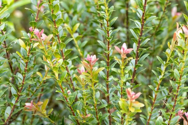 istock Boxleaf Eugenia, Syzygium buxifolium 1473560773