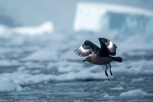 Skua in flight at Paradise Bay with icebergs floating in Antarctica