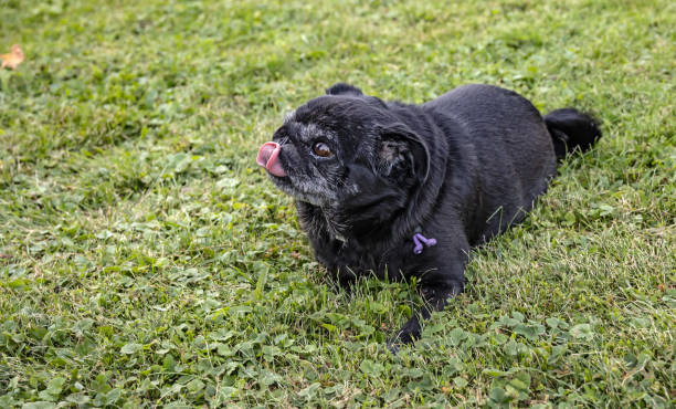 istock Beuatiful black senior pug with red tongue 1473562029