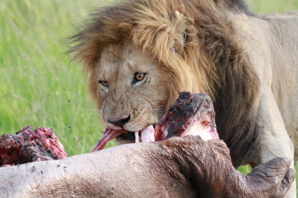 istock Portrait of a lion chewing on his hippo kill 1473562872