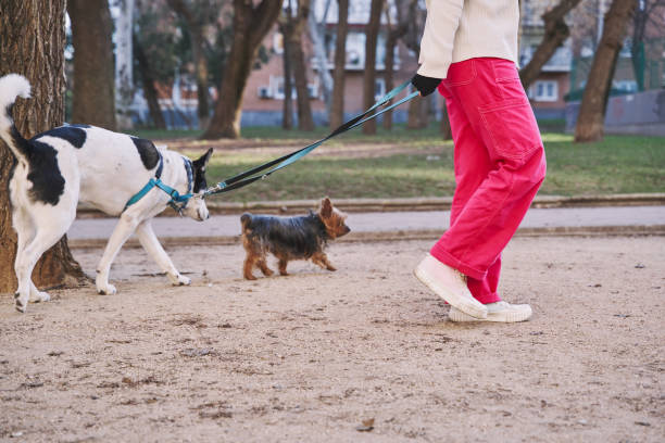 istock Dog walker walks his leashed pets on the street 1473563973