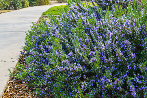 Rosemary in bloom in city park. Rosemary bushes planted along the footpath make a beautiful low hight hedge