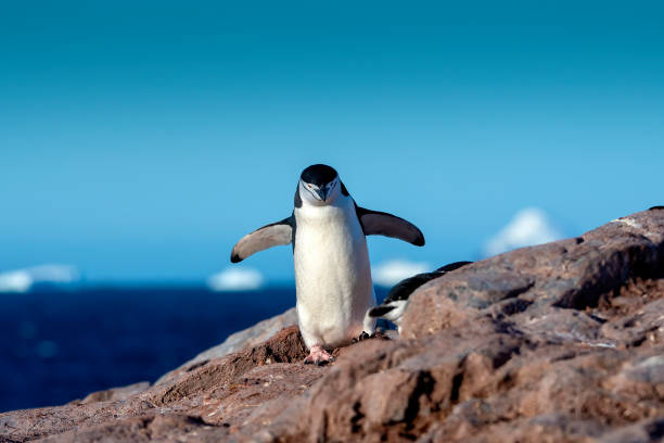 istock chinstrap penguin on rocks  at  Hydrurga rocks (Pygoscelis antarcticus) - Antarctica 1473564029