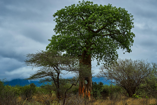 Baobab tree on safari in Kenya, Africa