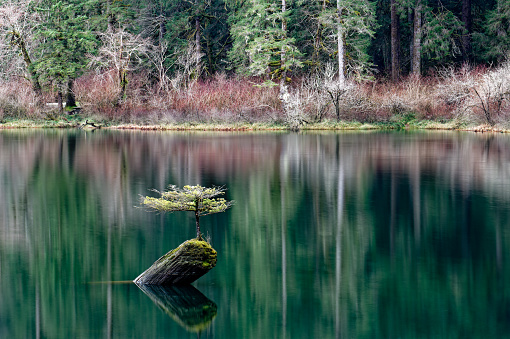 Fairy Lake tree reflections, Port Renfrew, Vancouver Island, BC Canada