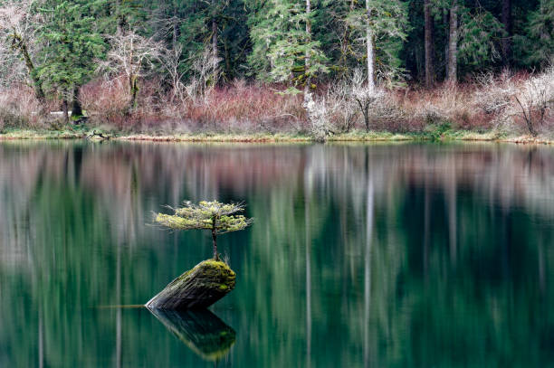 Fairy Lake tree reflections, Port Renfrew, Vancouver Island, BC Canada Fairy Lake tree reflections, Port Renfrew, Vancouver Island, BC Canada port renfrew stock pictures, royalty-free photos & images