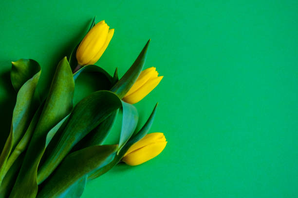 istock Beautiful yellow tulips 1473564222