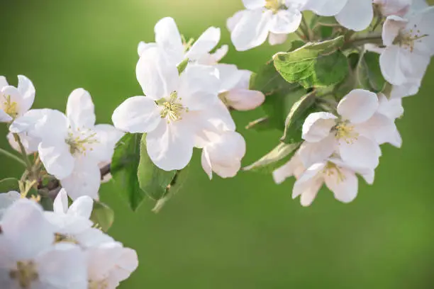 Photo of branch with spring flowers