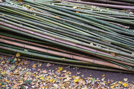 Cut green bamboo stalks waiting to dry, natural wood materials for further use in sustainable construction.