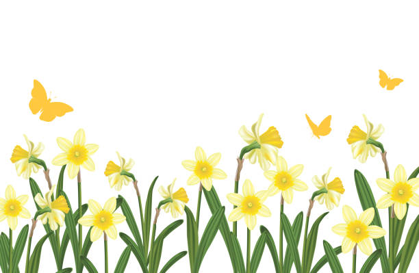 ilustraciones, imágenes clip art, dibujos animados e iconos de stock de narcisos borde aislado sobre un fondo transparente - daffodil