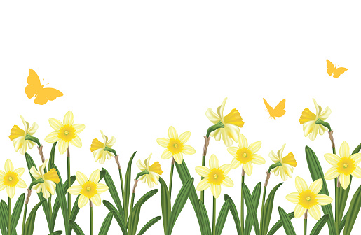 Daffodils Border Isolated On A Transparent background