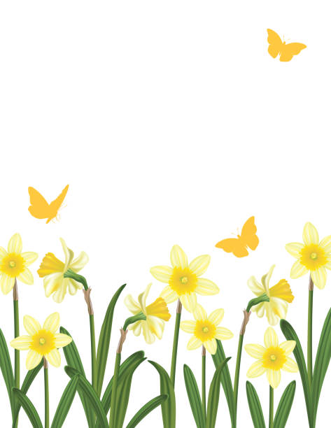 daffodil-border-clipart