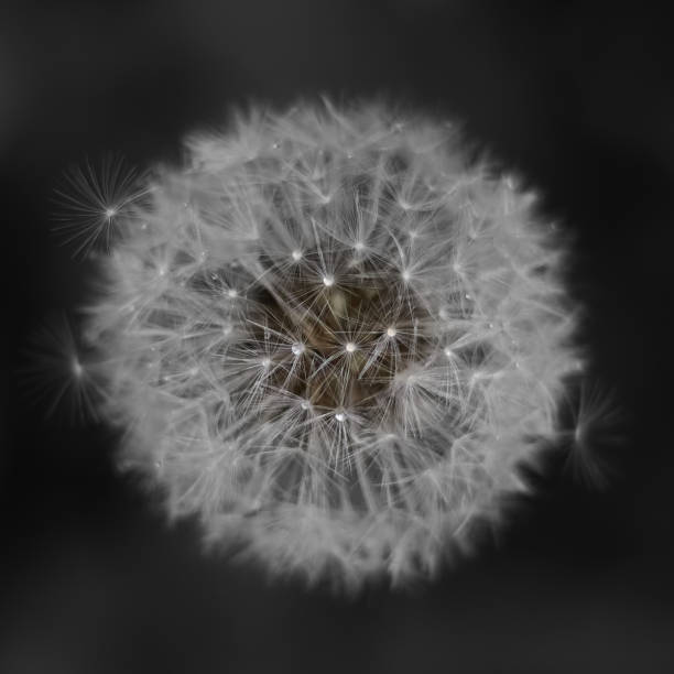 istock Dandelion close up black and white. 1473565694