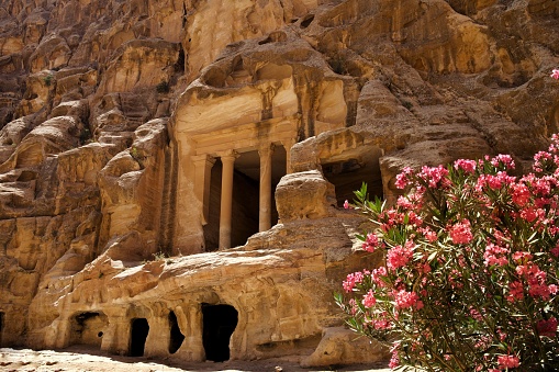 Little Petra in bloom
