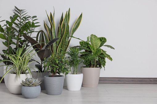 Collection of beautiful houseplants on floor near light wall. Space for text